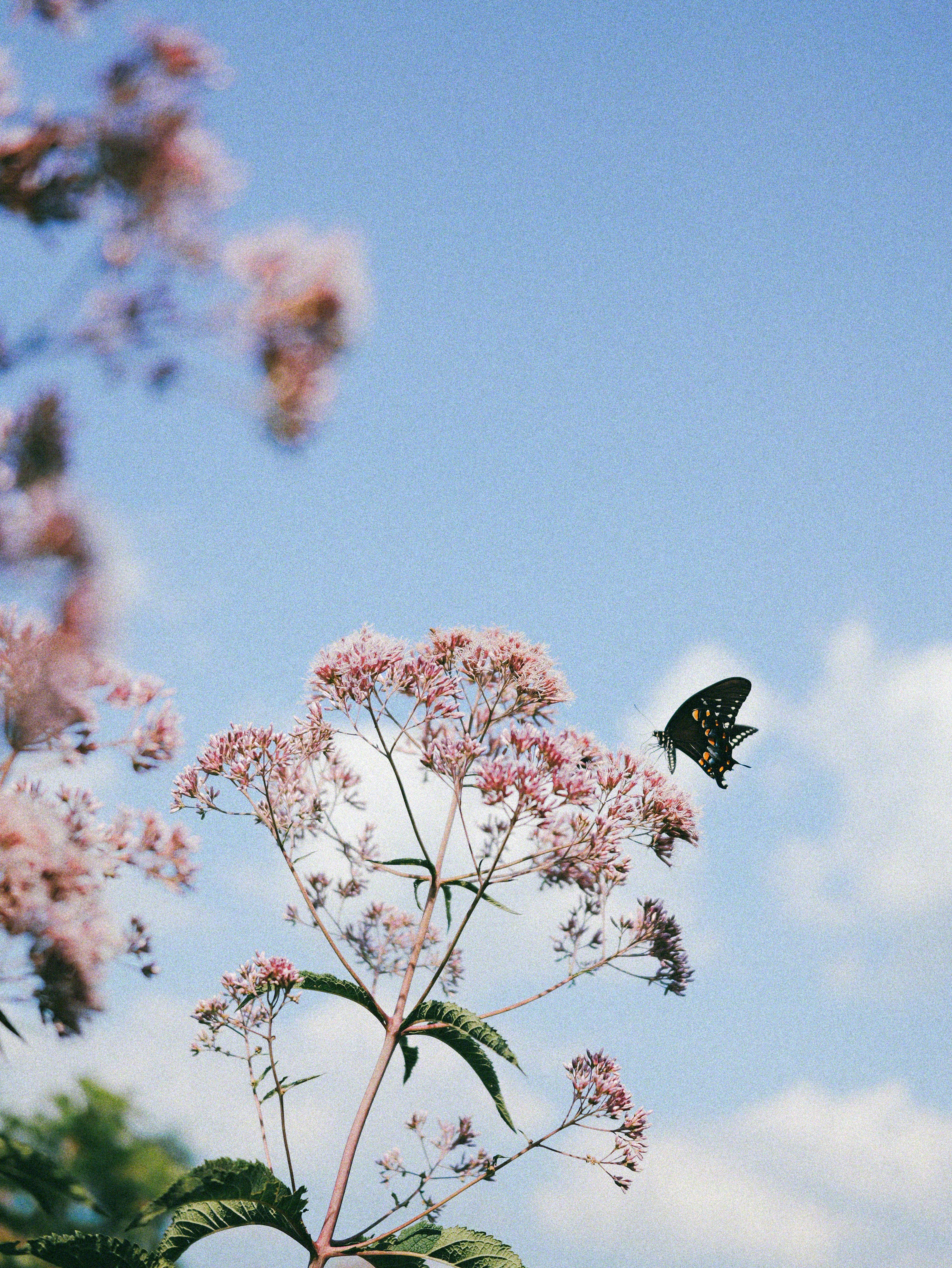 pink tree